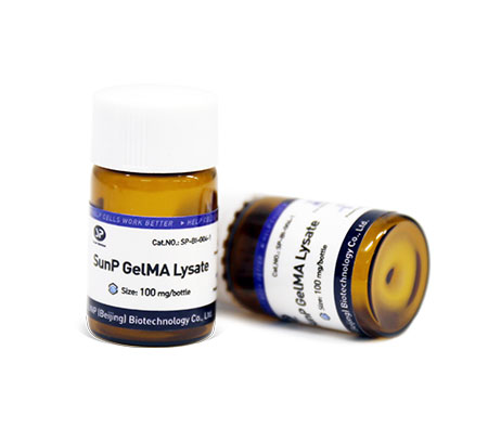 SunP GelMA Lysate 裂解液（GelMA)