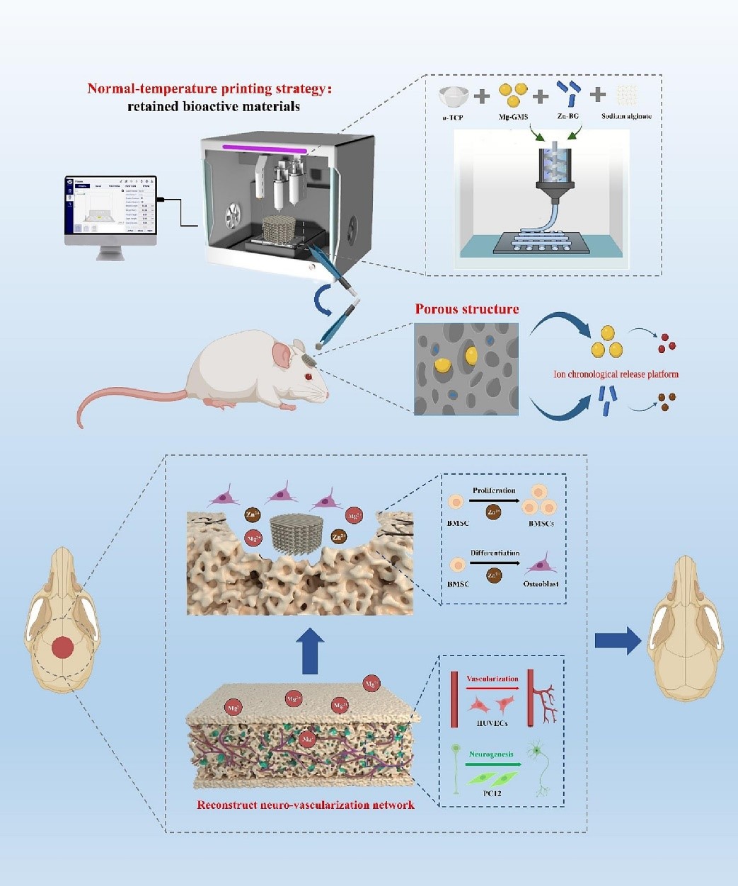 Chemical Engineering Journal 3D打印双离子时序释放平台促骨缺损中神经-血管网络重建